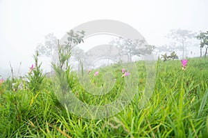 Amazing landscapeÂ . Green meadow and tree and flower in the forest and fog In the morning